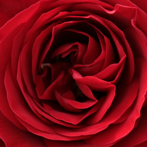 Szkółka róż - róże rabatowe floribunda - czerwony  - Rosa  Look Good Feel Better™ - róża bez zapachu - L. Pernille Olesen,  Mogens Nyegaard Olesen - Posiada krzewisty charakter rośnięcia. Przypomina starodawne róże, jej ciemnoczerwone kwiaty ozdabiają w dużych bukietach.
